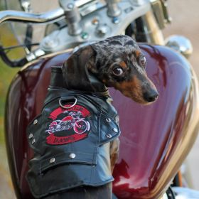 Biker Dawg Jacket - Black (Size: X-Small)