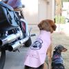 Biker Dawg Jacket - Pink